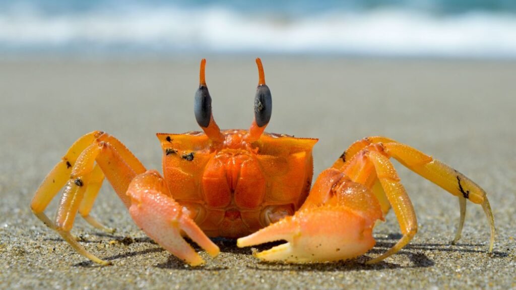 Marine Life