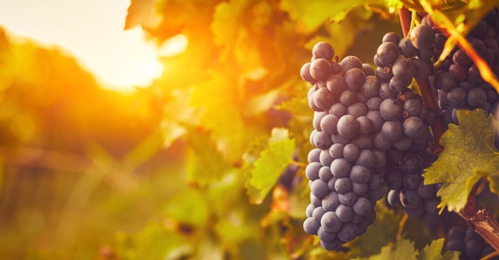 Influence of Climate on Santa Catarina Wines