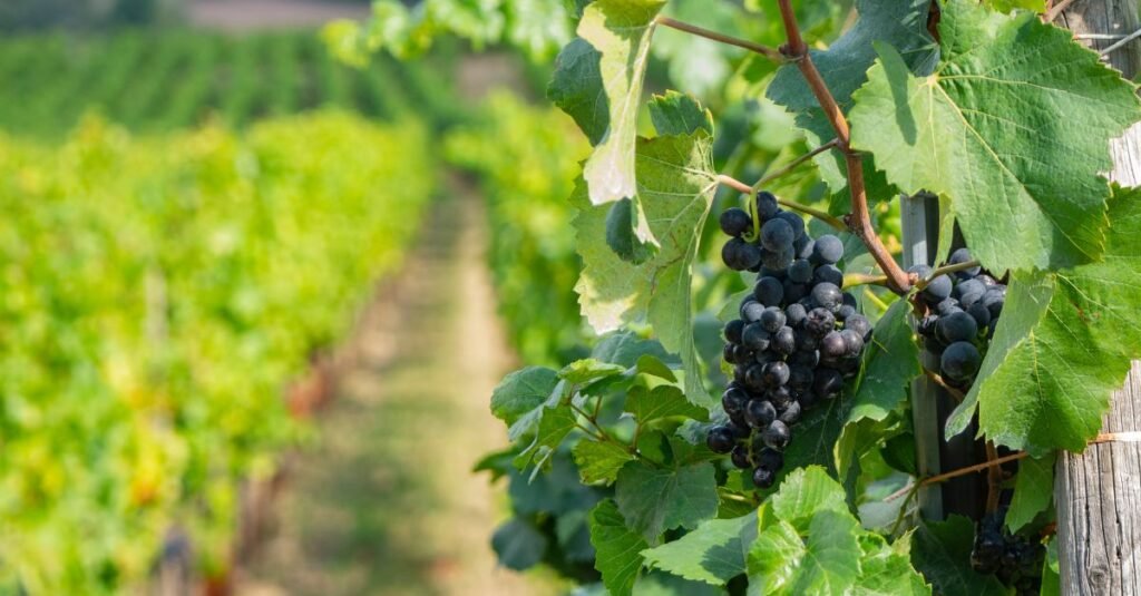 wines of Santa Catarina