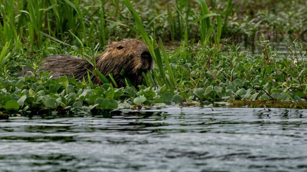 The Giant Otter