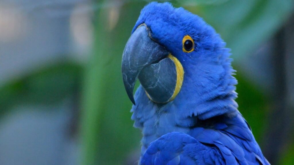 Hyacinth Macaw