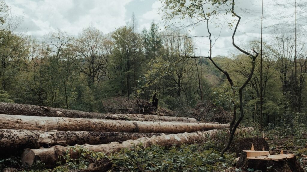 Future Prospects for Deforestation in Brazil