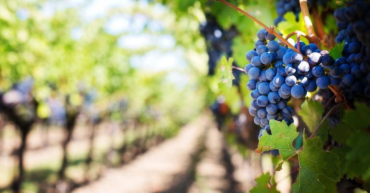 Santa Catarina Wines