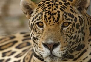 Animals in Pantanal