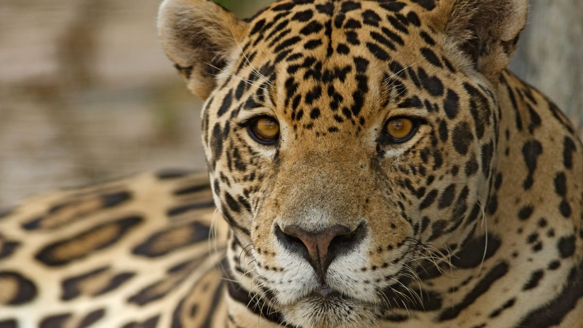 Animals in Pantanal