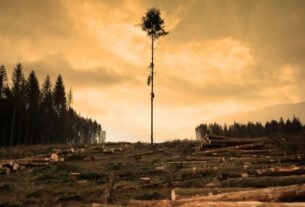 Deforestation in Brazil