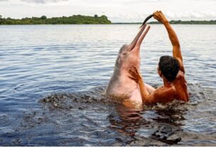 Swimming with Pink Dolphins in Brazil