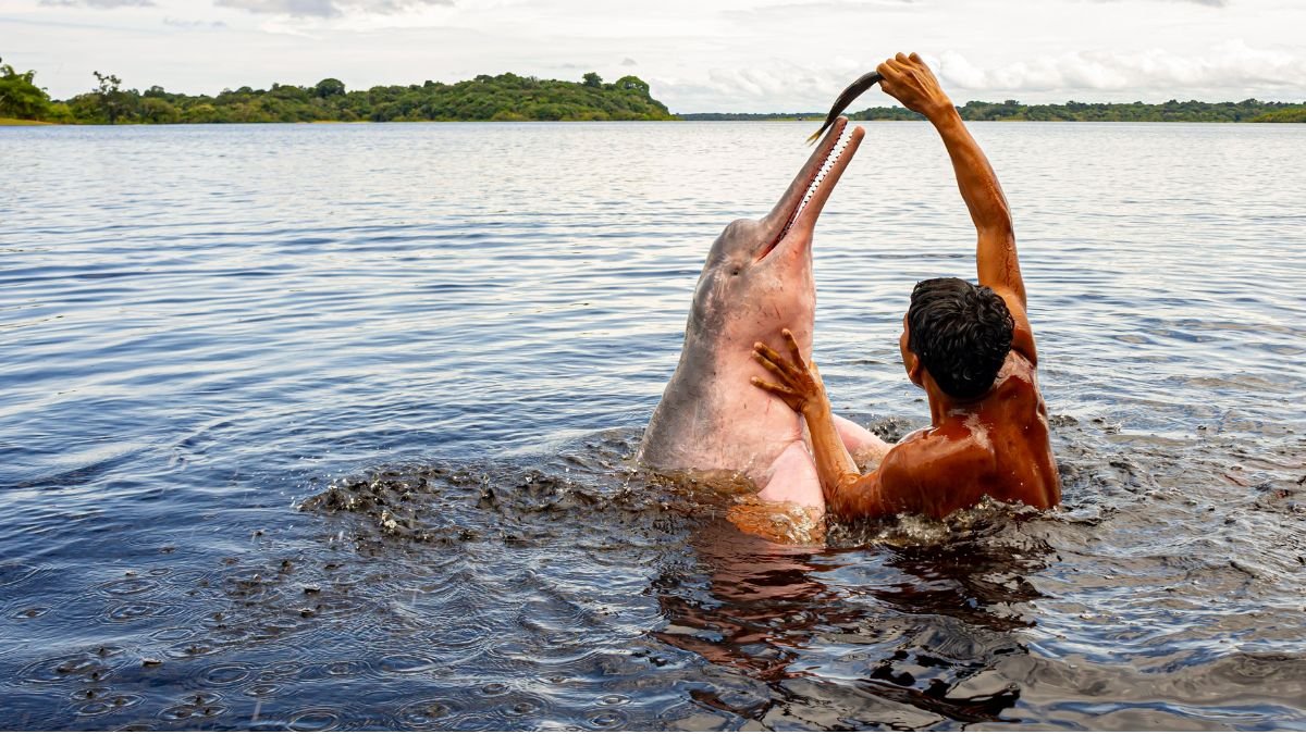 Swimming with Pink Dolphins in Brazil